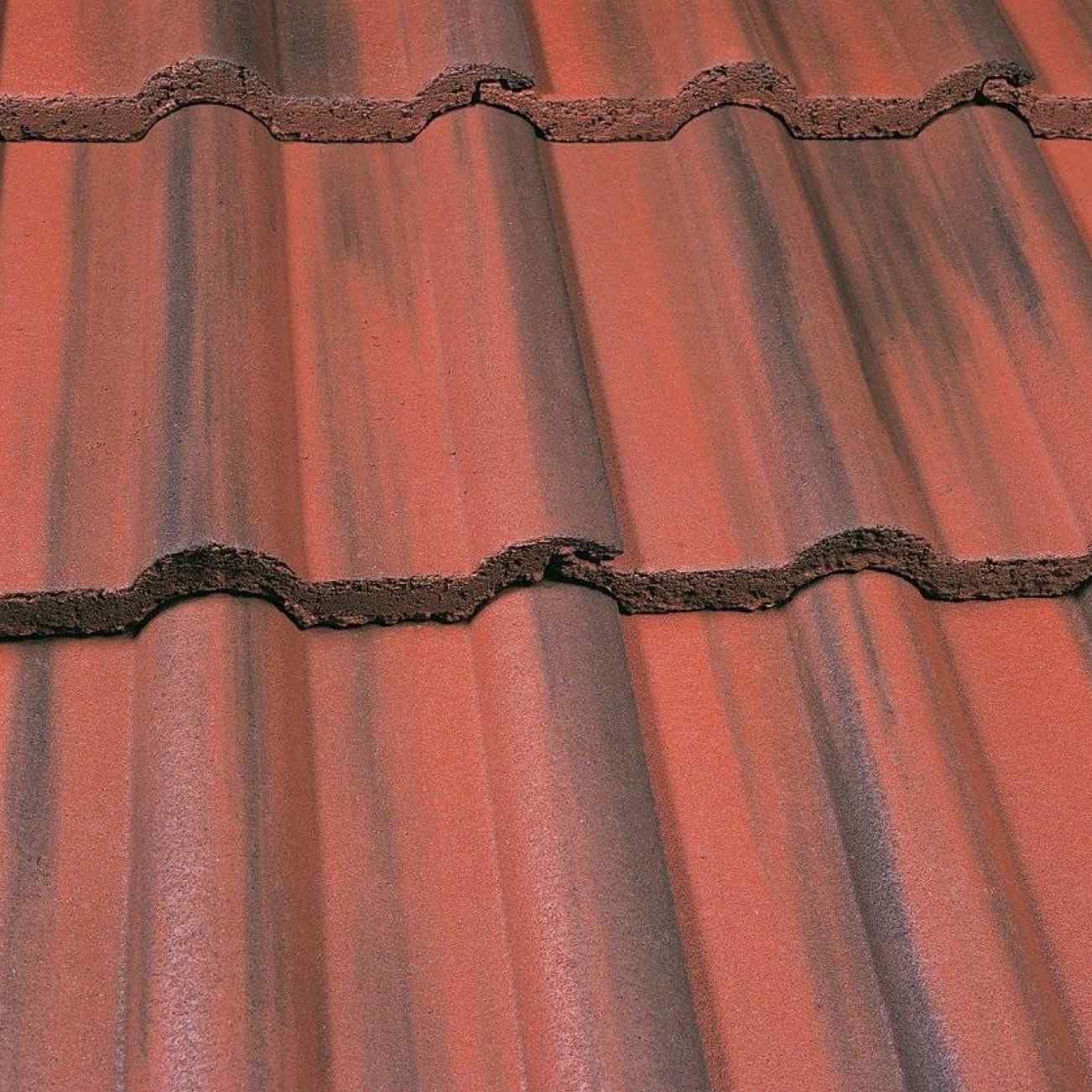 Old English Dark Red